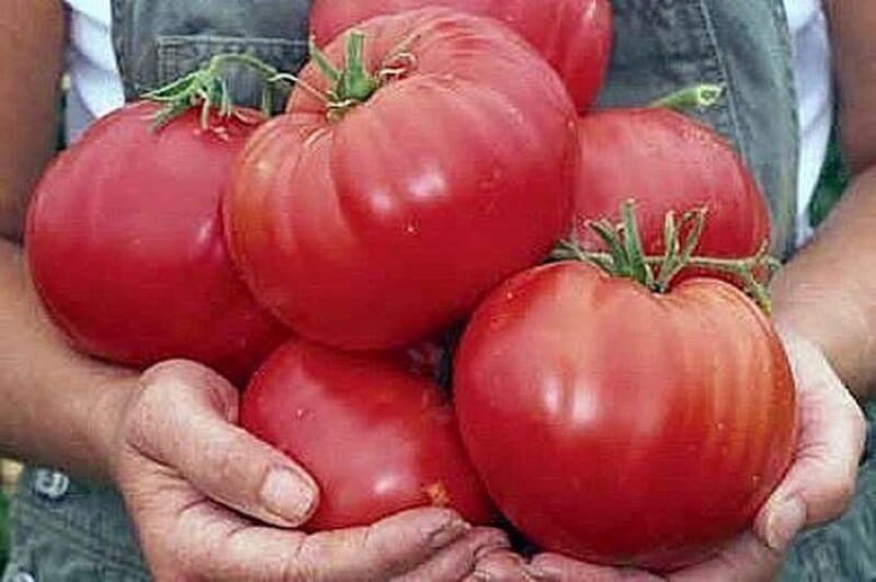 Метод позволяющий вырастить большие помидоры