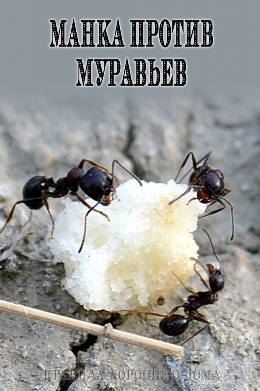 Простой метод, как избавится от муравьев