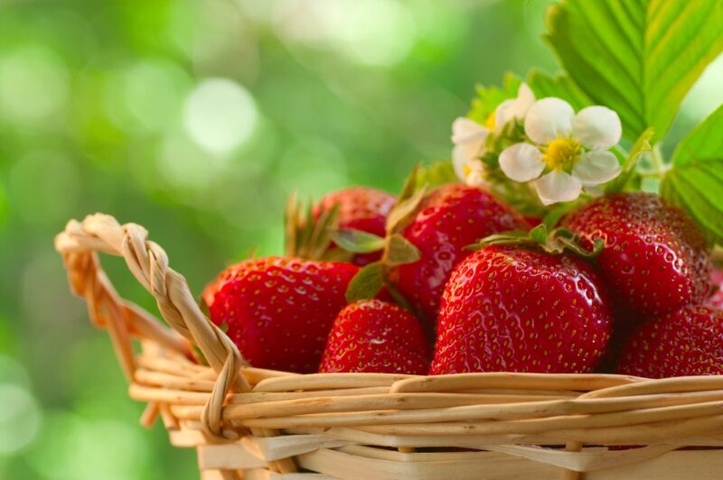 strawberries-in-a-basket-in-the-garden