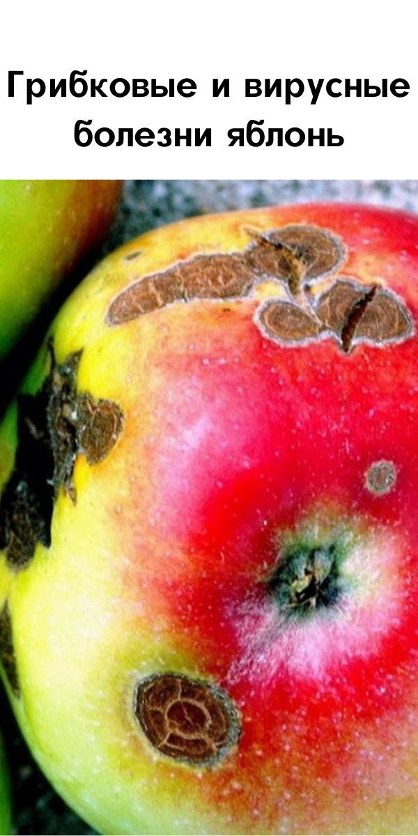 Грибковые и вирусные болезни яблонь