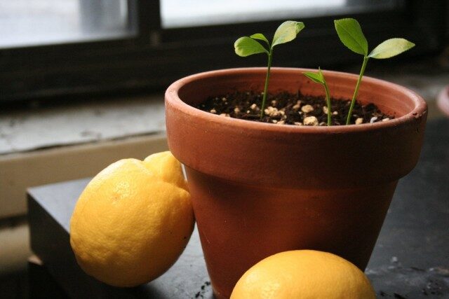 Выращивание лимонного дерева в домашних условиях