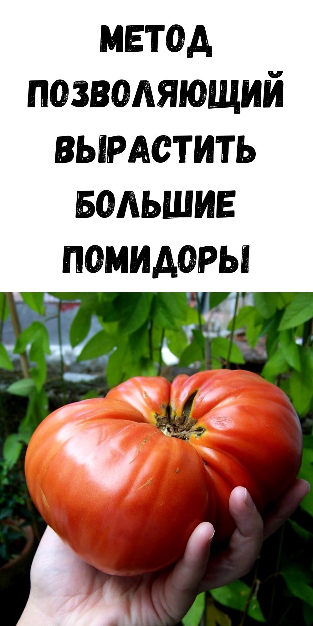 Метод позволяющий вырастить большие помидоры