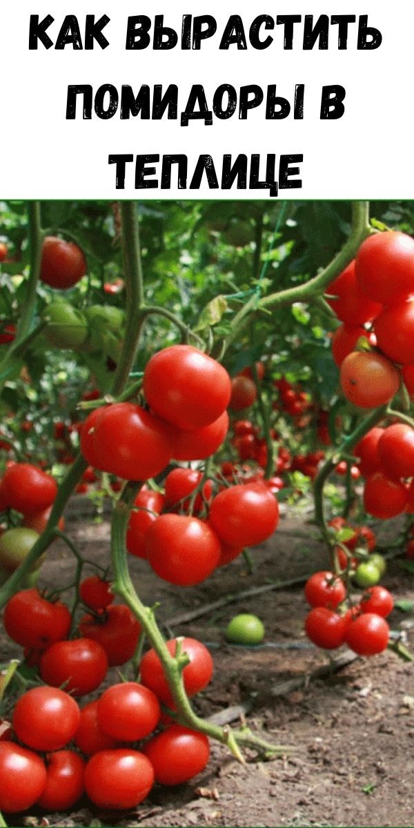 Как вырастить помидоры в теплице