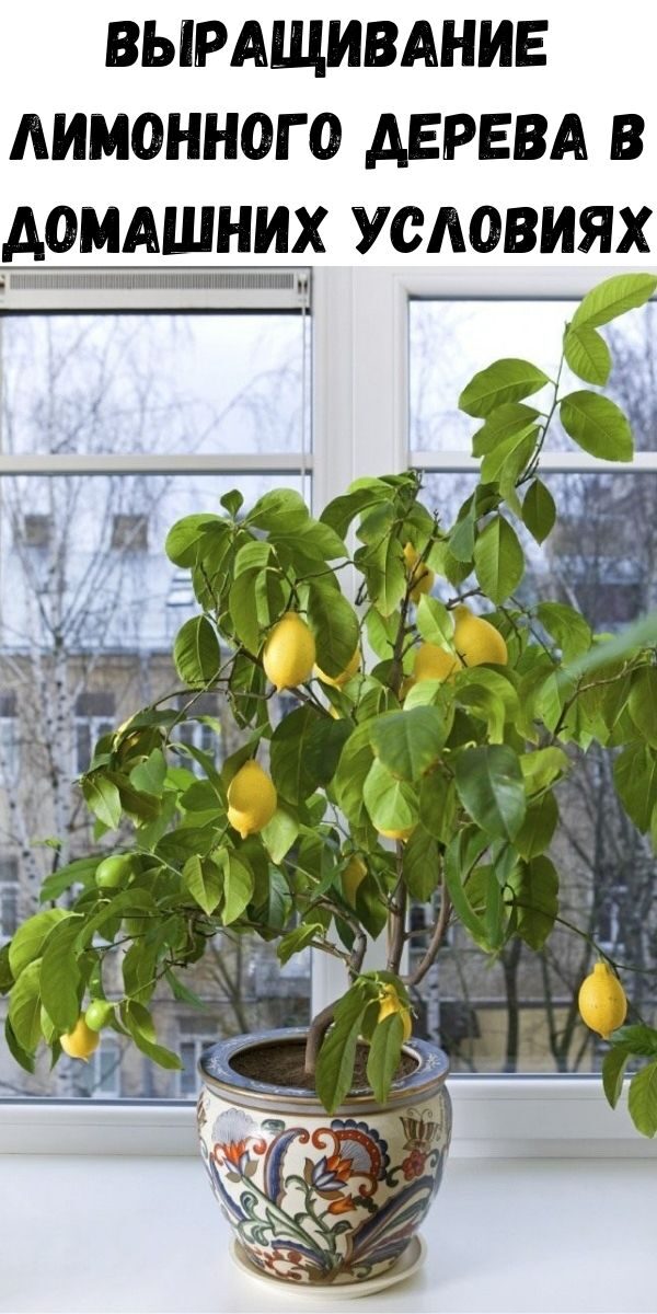 Выращивание лимонного дерева в домашних условиях